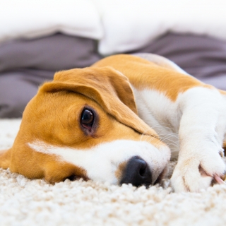 Lavagem de Tapete Impermeabilização de Estofados Proteção de Tecidos Impermeabilização de Sofás